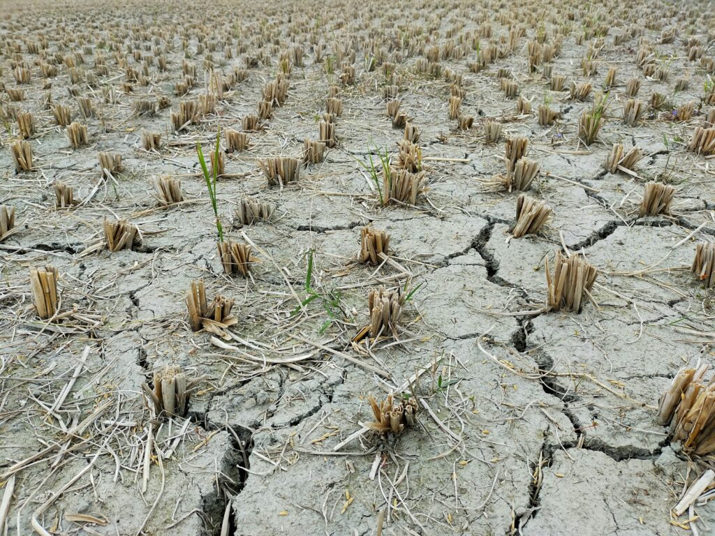 Campo de cultivo seco, efecto del cambio climático en la alimentación